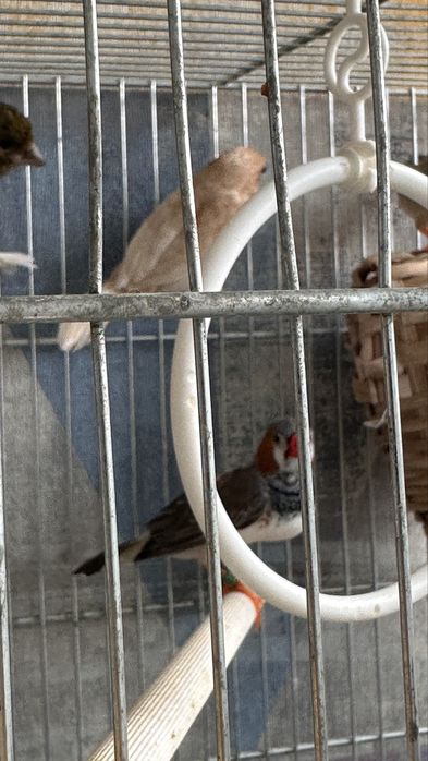 Zebre australiene , canar , pescarus