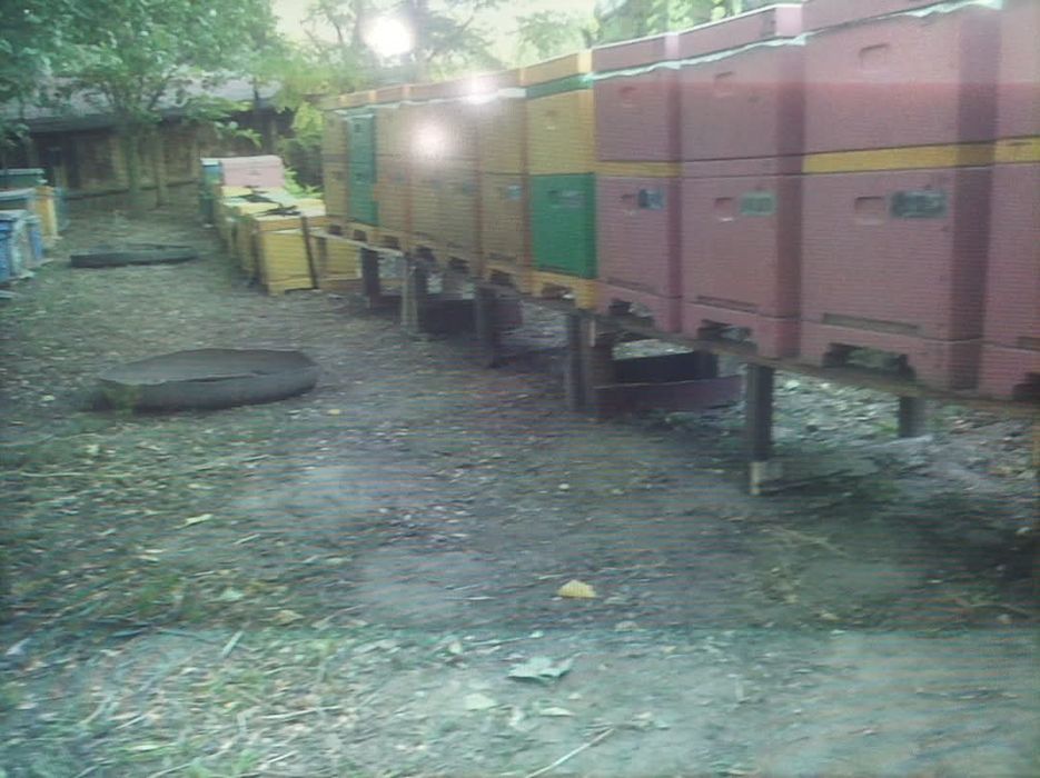 Vand 9 familii albine +2 roiuri, 15 lăzi poliuretan, centrifuga inox ,