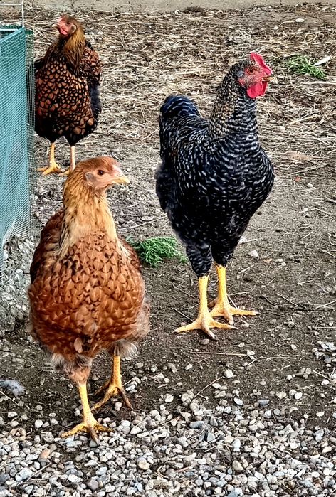 Cocoși de țară crescuți Bio