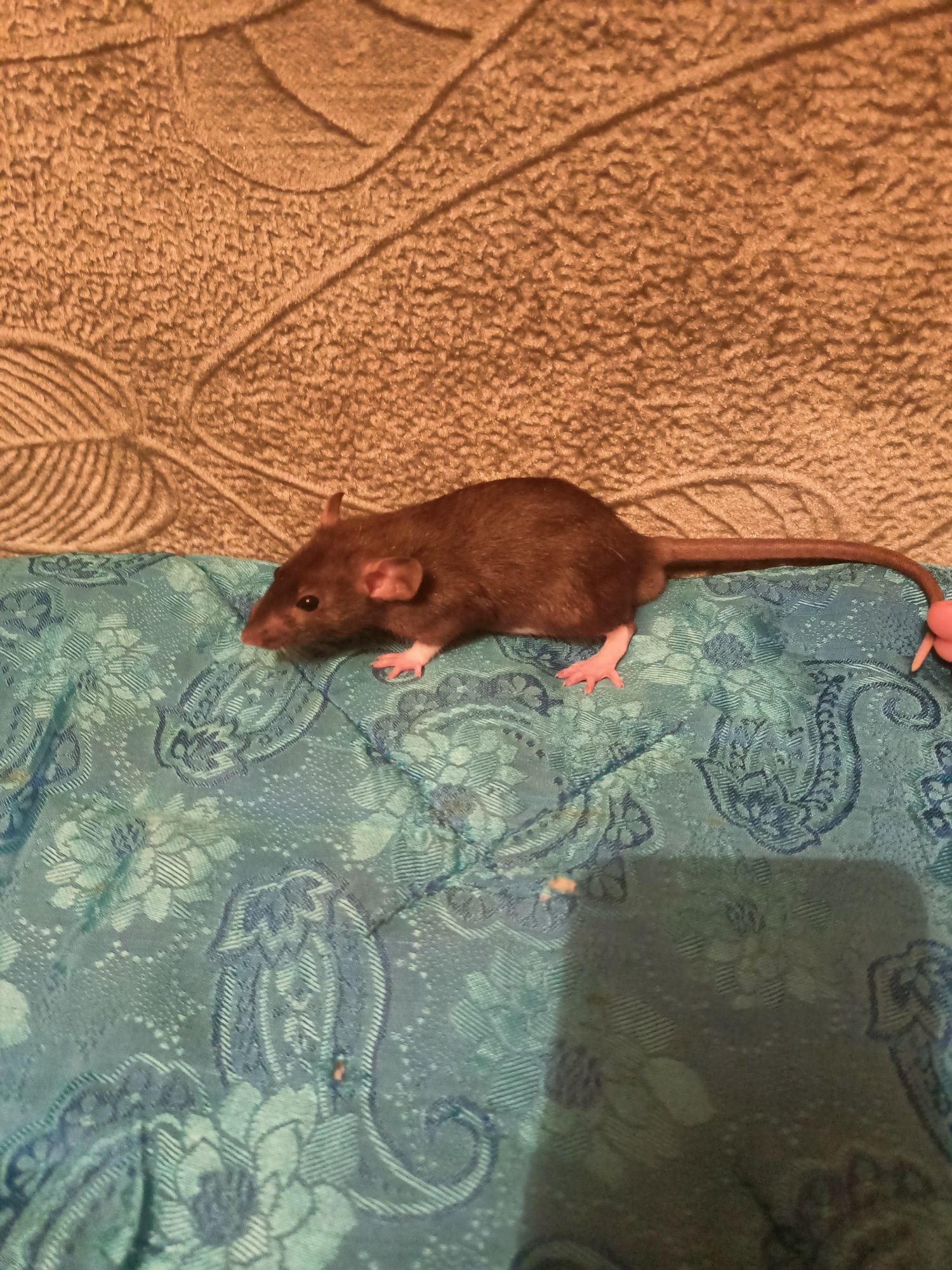 Продам красивых крысят