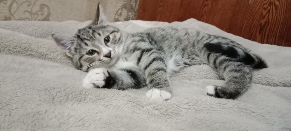 Ташкент! Ищет дом пушистый комочек счастья!