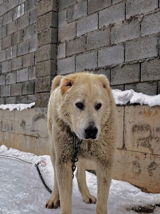 Алабай 1 год, обучена