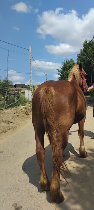 Vând iapa  de 5 ani cu acte