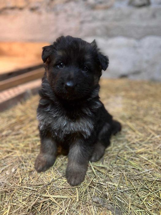 Продавам Немски Овчарки