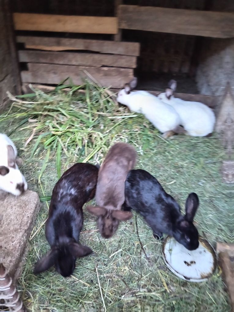 Animale pe lîngă casa omului