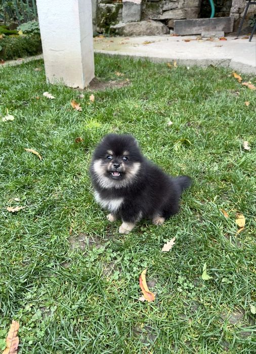 Померан мини момче. Померанче