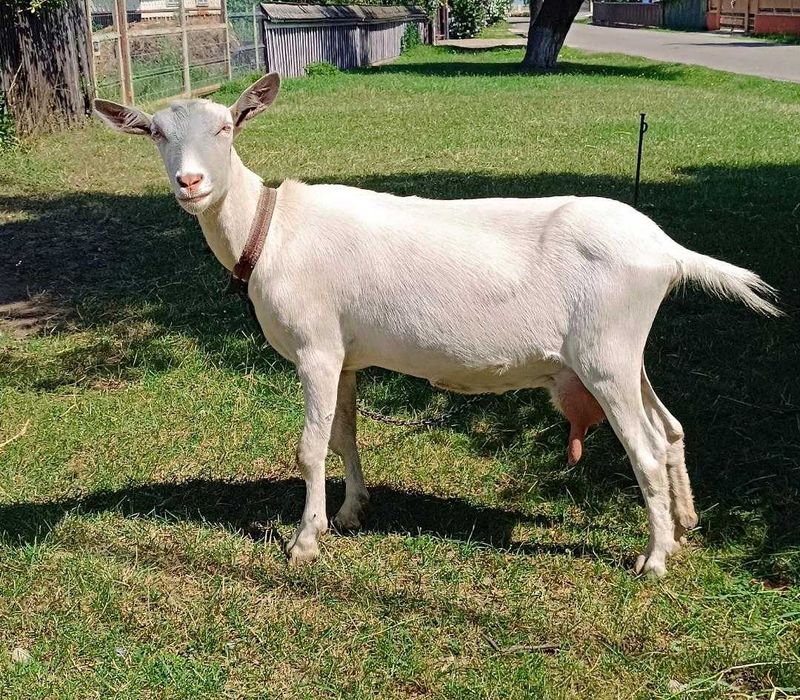 capra sannen la prima fatare