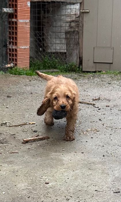 2 малки мъжки кокерчета