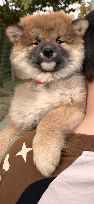 Готов к продаже щенок Сибы.