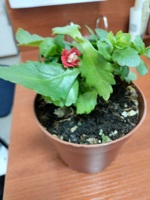 Продаю цветок  комнатные