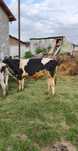 Vând taur Holstein