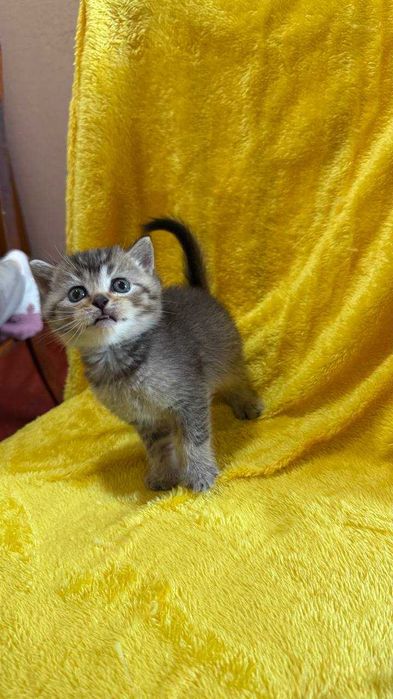 котята недорого золотые шиншиллы