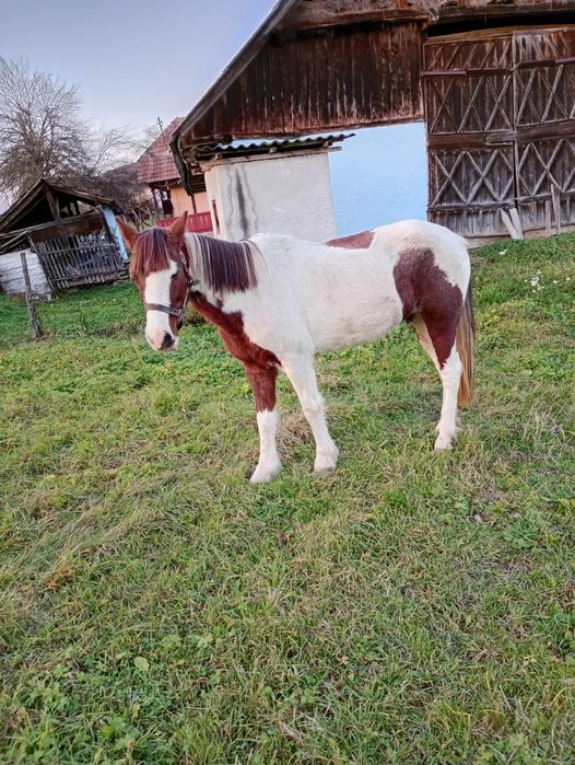 Iapa Pinto foarte blândă