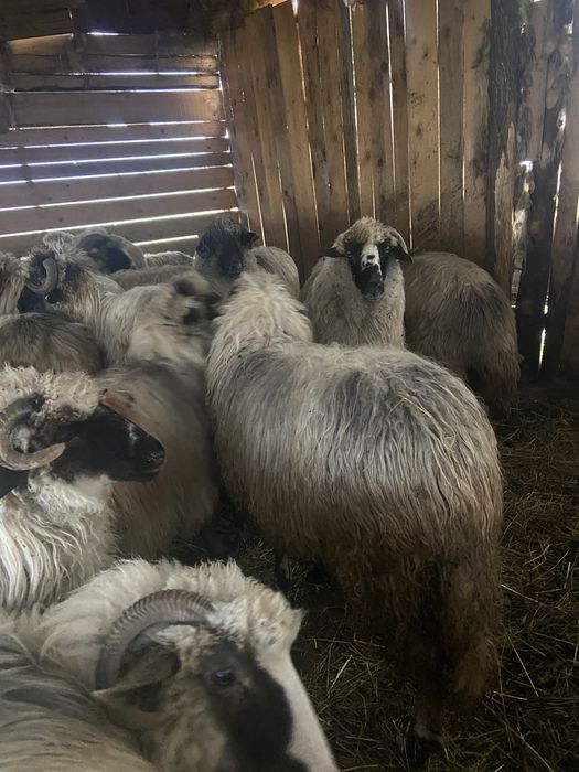 Vând 17 oi gestante + 3 berbeci + 4 miele –