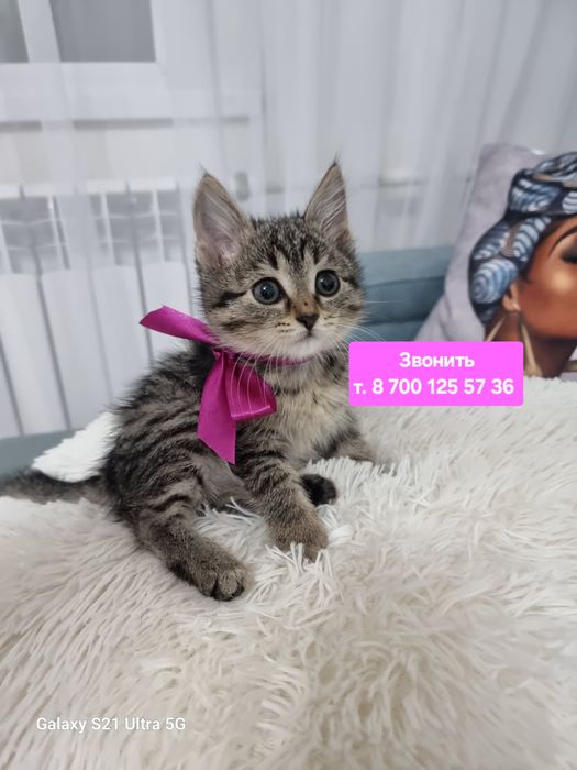 Малышка 1.5  мес . Девочка