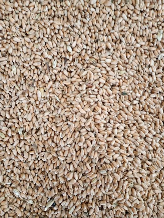 Grâu și porumb producție 2025