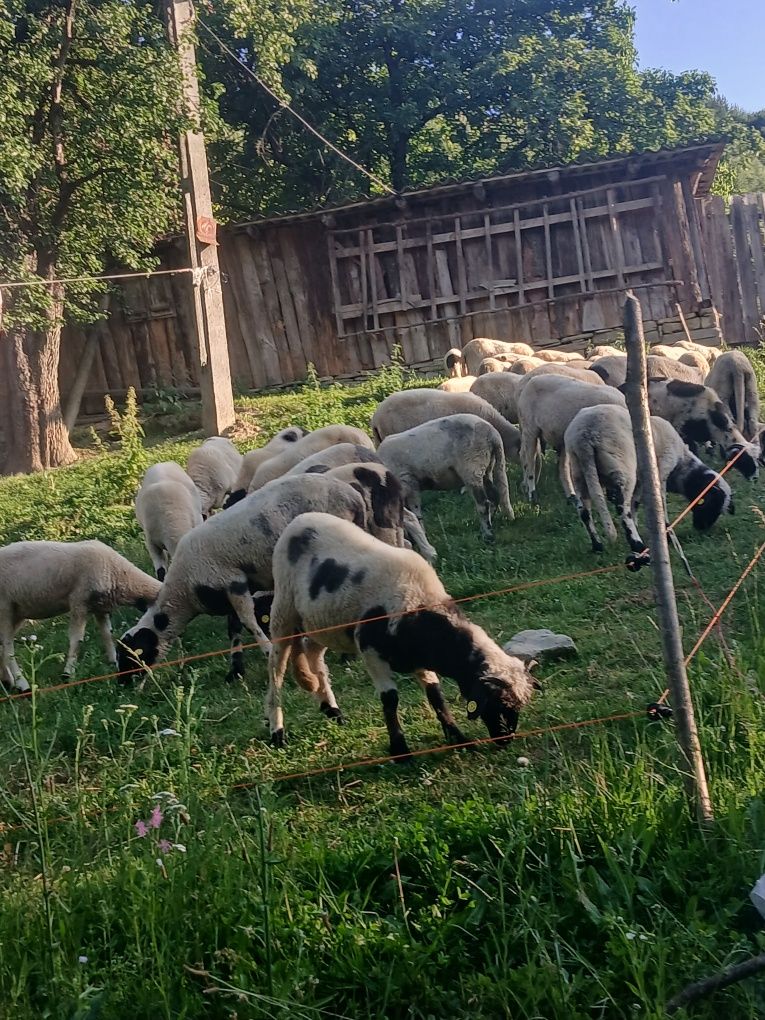 De vânzare mielute și berbecuț