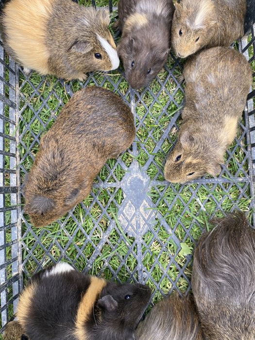 Porcușori de guineea