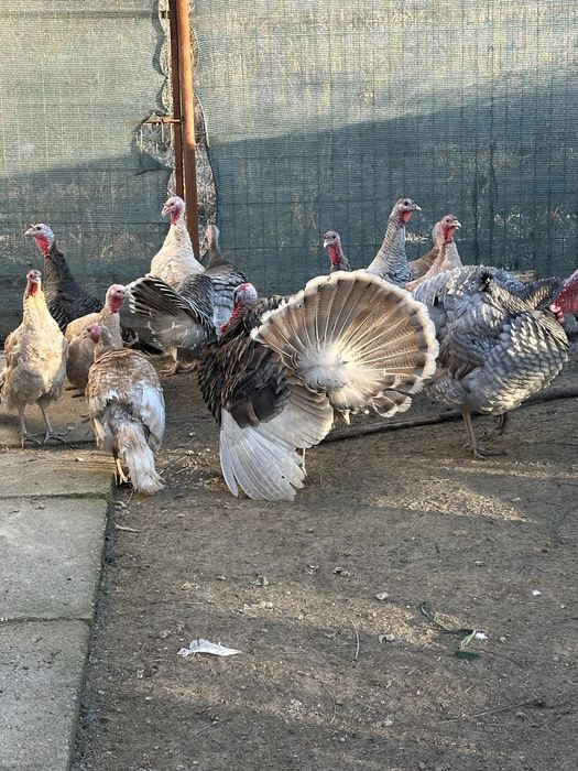 Curci si curcani romanesti/de tara