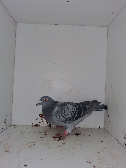 Porumbei voiajori, femele si tineret