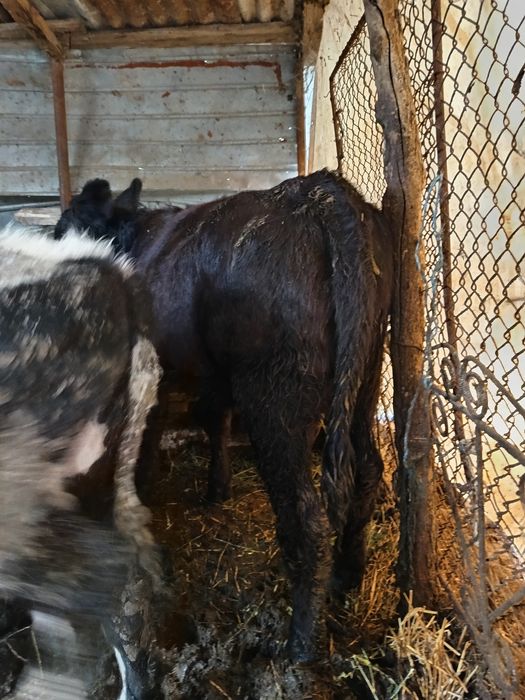 Vând viței de 5 luni