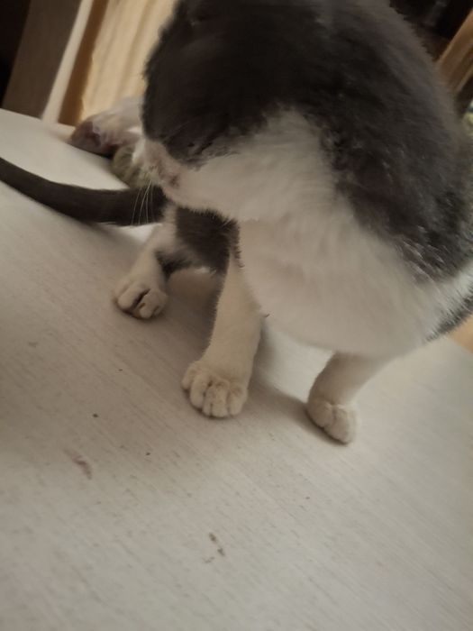 Котёнок Тоша-Анатолий