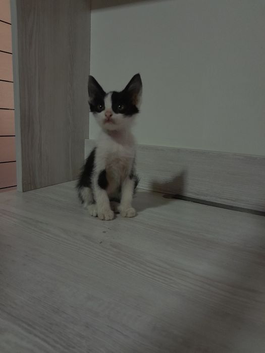 Отдам котят в хорошие руки . Hadiyaga mushuklar