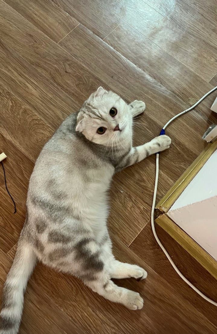Кот ищет кошку для вязки