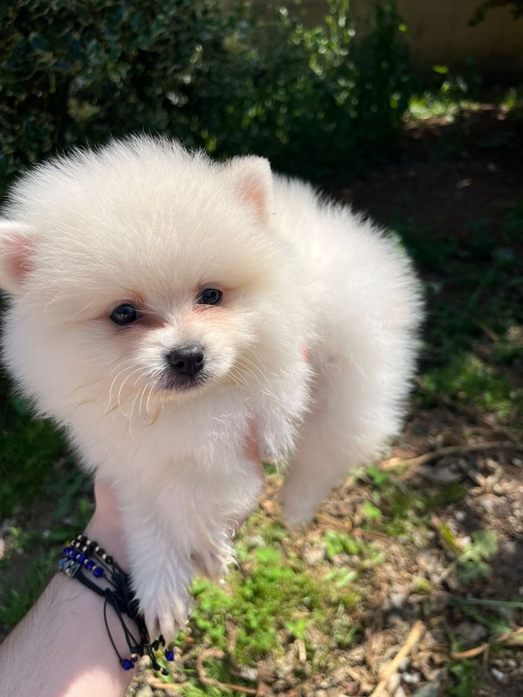 Pui pomeranian baiat