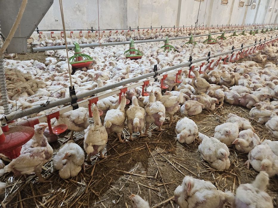 Vand gaini rosii, pui colorati, pui carne