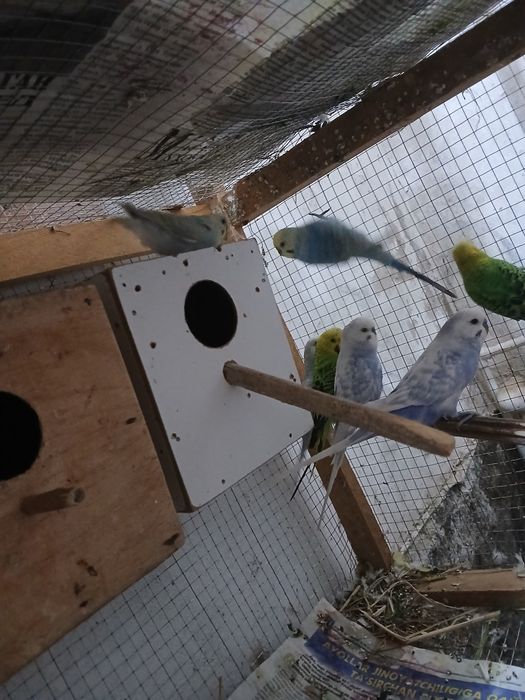 Popugaylar sotiladi tayyor ishlagan paralar parasi 250 mingdan