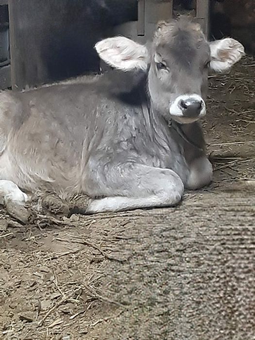 Продам породистую телочку Алатауской породы.От высокодойный коровы.