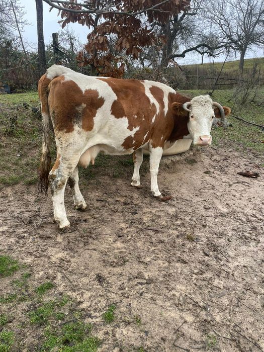 Vaca de vânzare!!!