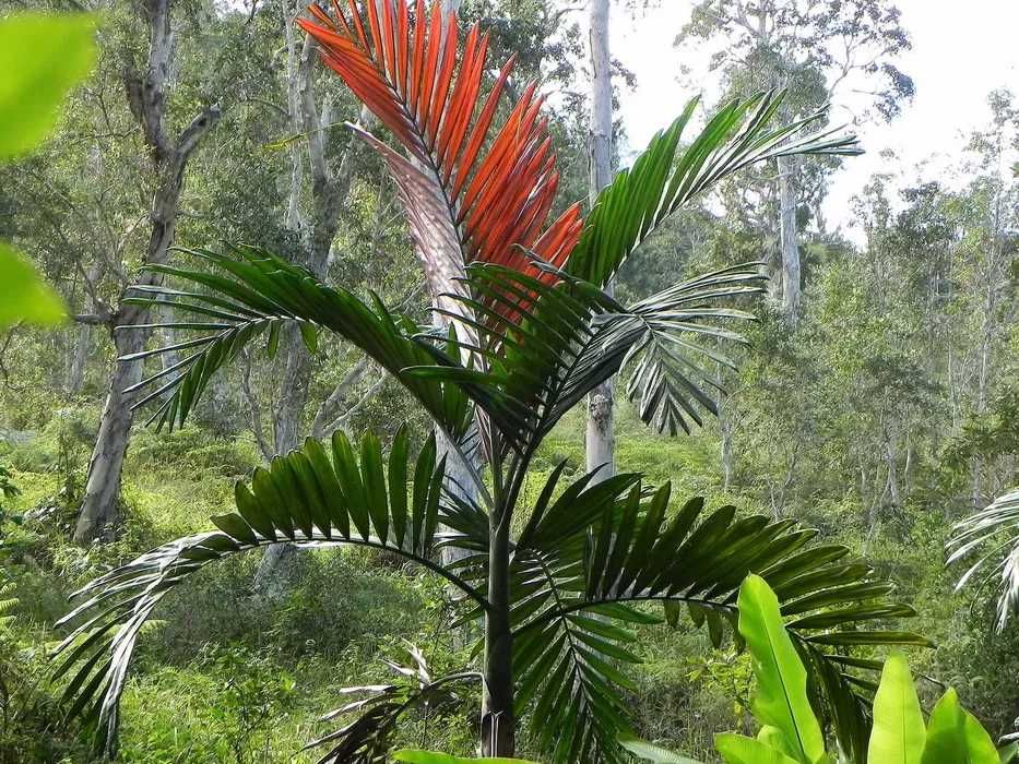 Palmier rar cu frunze rosii Chambeyronia Macrocarpa