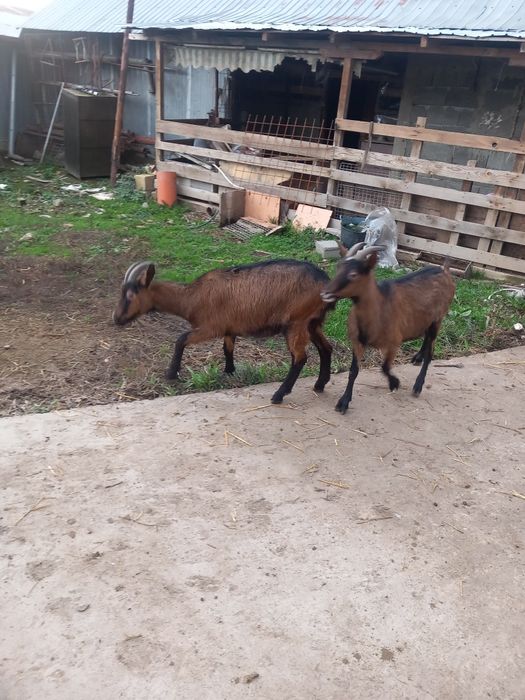 Vind edite alpin francez