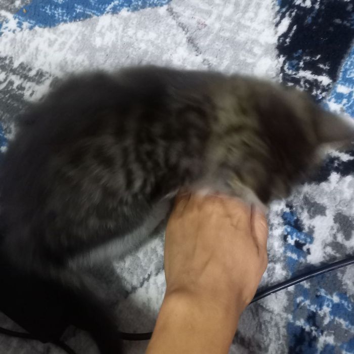 Продаётся котёнок мальчик