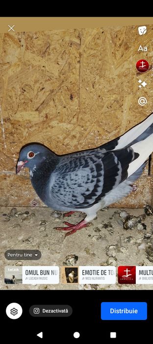 Femela porumbei 2024