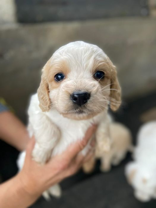 Продават се малки кокери