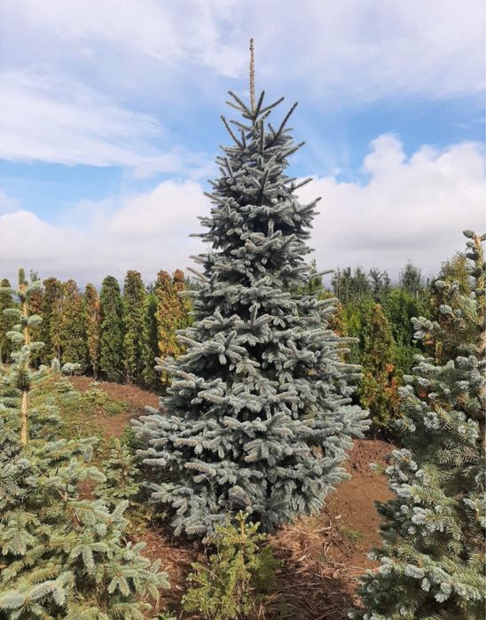 Brazi verzi si arginti la cele mai bune preturi !