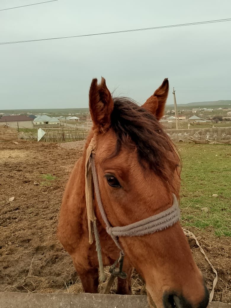 Бие сатылады кенже буаз  келсім бар аз мас саудасы бар