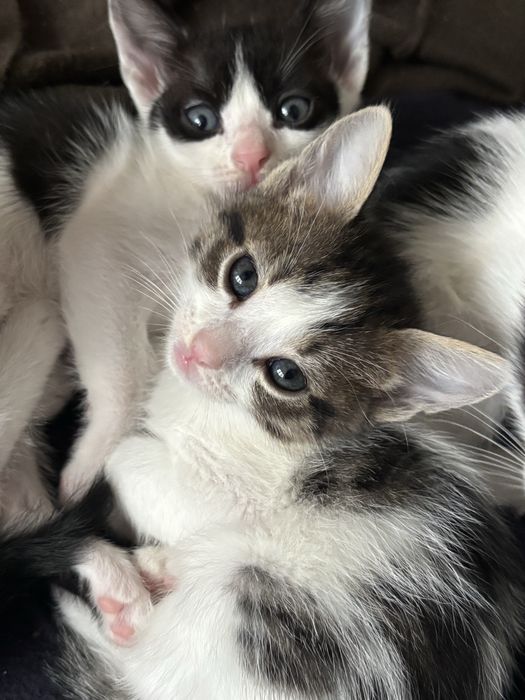 Ofer spre adoptie pui de pisica