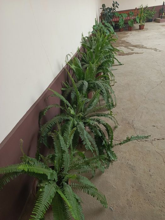 Комнатные  растения