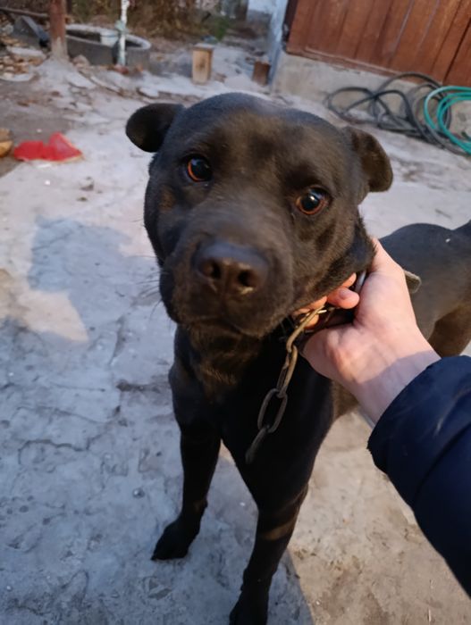 Щенки (питбуль).