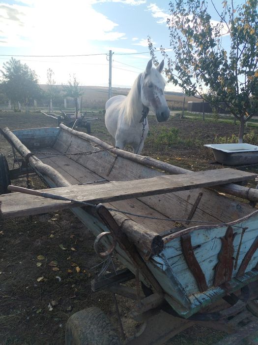 Vînd iapă cu tot cu flaiton