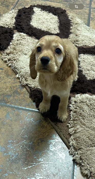 Cocker Spaniel – fetiță, 2 luni – cu carnet, vaccinuri și deparazitare