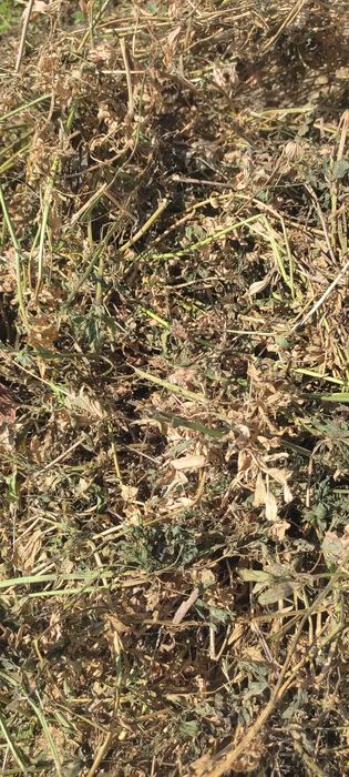 Vând baloți rotunzi de lucernă