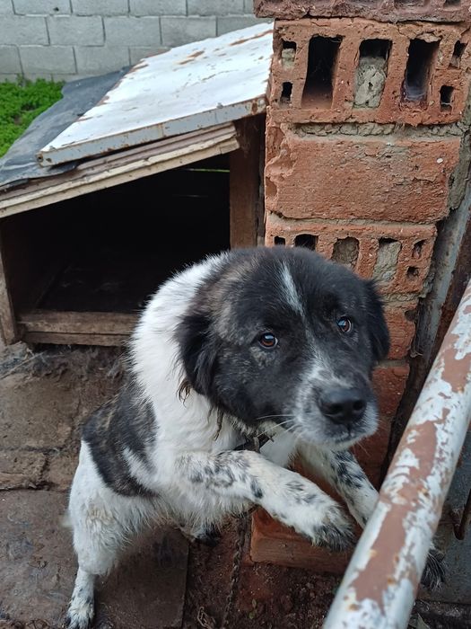 Каракачанки мъжко и женско