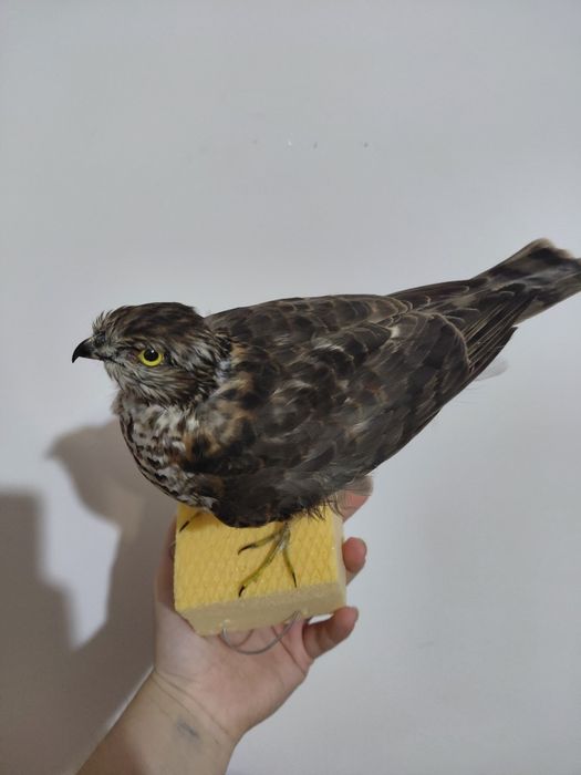 Uliu pasarar impaiat, taxidermie UP2
