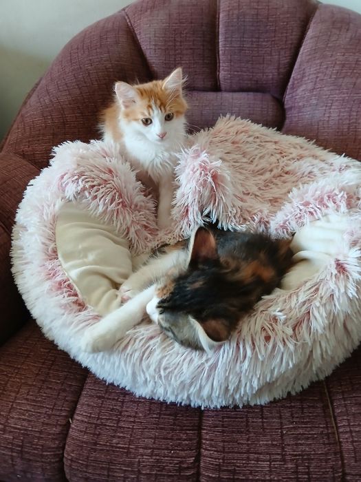 Ангорски котета - мъжко и женско, на 2,5 месеца