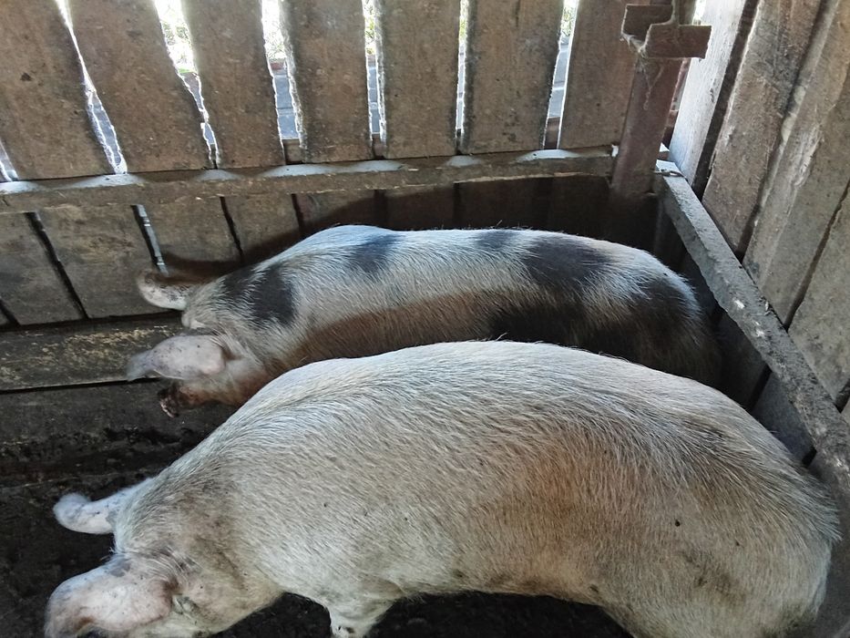 Vând viței de carne